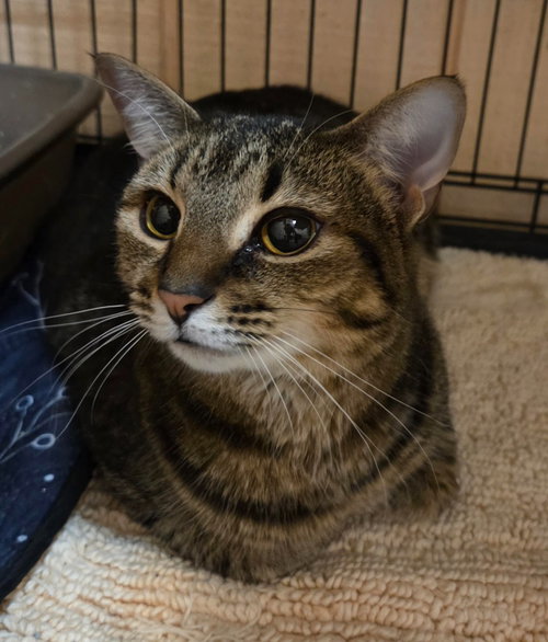 Rusty (Lily), Young Domestic Short Hair, cat for adoption in Hickory, North Carolina
