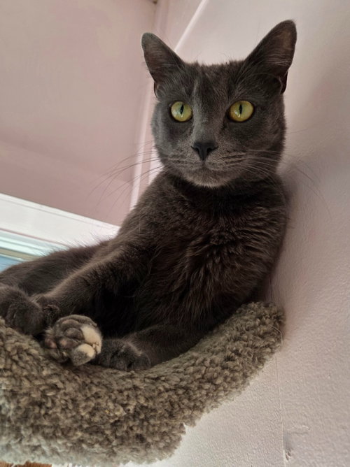 Jackson, an adoptable Domestic Short Hair in Rutherfordton, NC