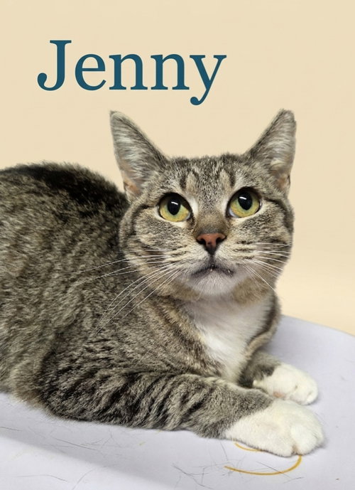 Jenny, an adoptable Domestic Short Hair in Rutherfordton, NC