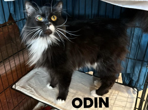 Odin, an adoptable Domestic Long Hair in Rutherfordton, NC