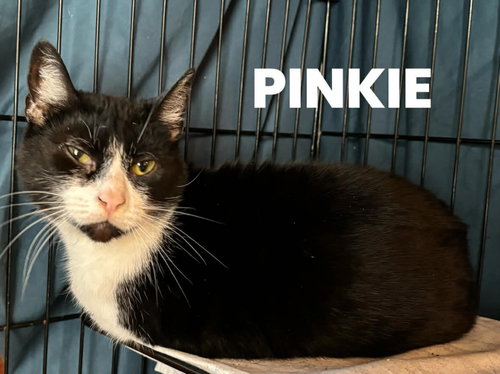 Pinkie, an adoptable Domestic Short Hair in Rutherfordton, NC