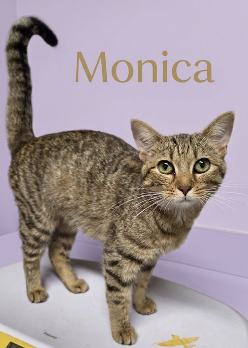 Monica, an adoptable Domestic Short Hair in Rutherfordton, NC