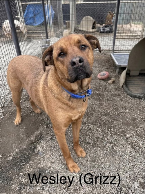 Grizz/Wesley, an adoptable Boxer in Rutherfordton, NC