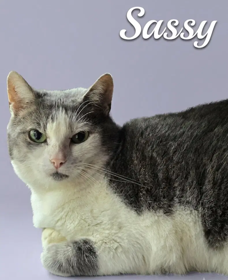 Sassy image 2
