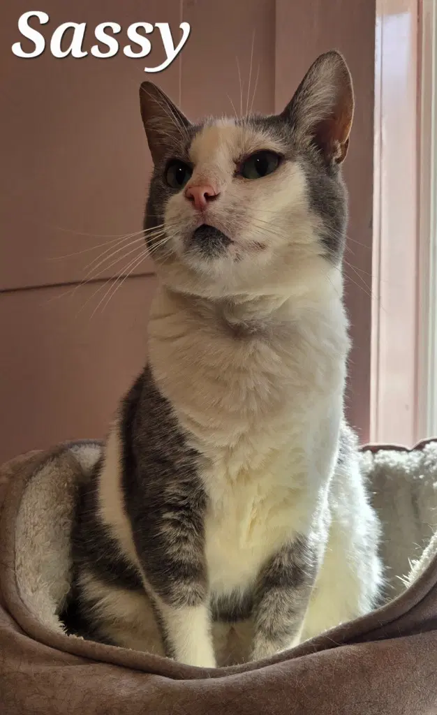 Sassy - Domestic Short Hair