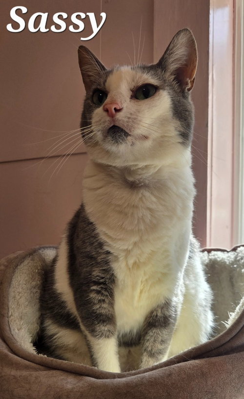 Sassy, a cat for adoption from Heart of the Foothills Animal Rescue