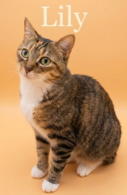 Lilly, an adoptable Domestic Short Hair in Rutherfordton, NC