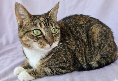 LILLY - Domestic Short Hair available for adoption
