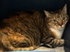 Lilly - Photo 3