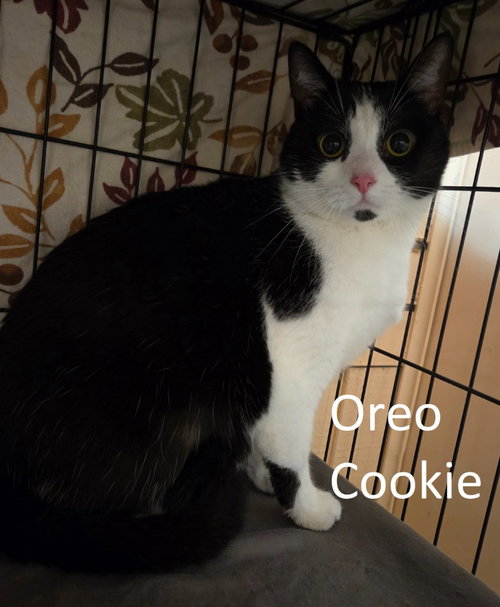 Oreo Cookie, Adult Domestic Short Hair, cat for adoption in Hickory, North Carolina