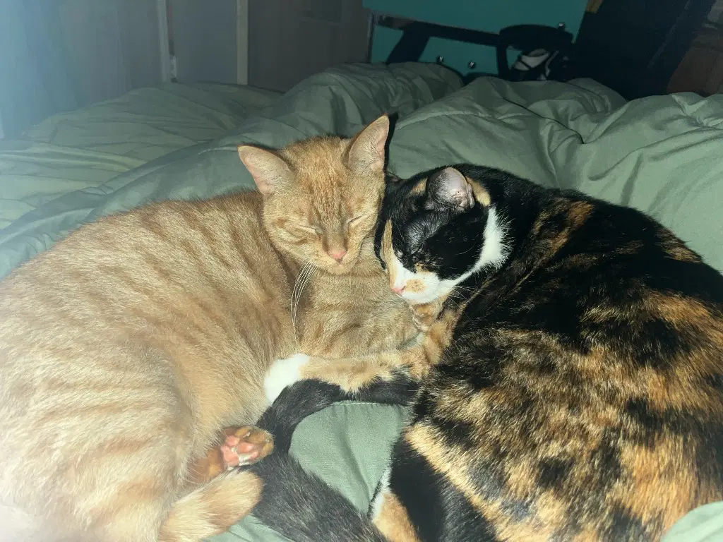 Nala  Squish Courtesy Post image 3