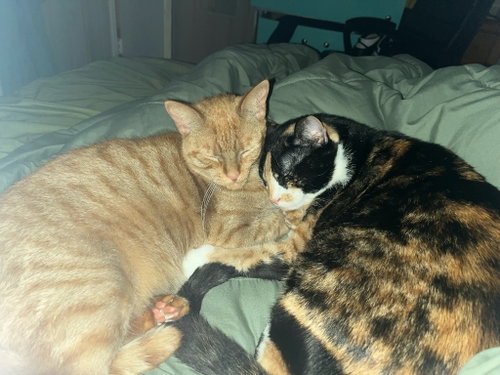 Photo 3 of Nala & Squish (Courtesy Post)