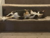 Nala & Squish (Courtesy Post) - Photo 4