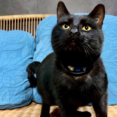Randy, an adoptable Domestic Short Hair in Rutherfordton, NC