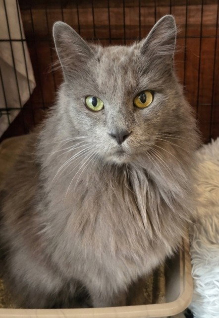 Norris, an adoptable Domestic Medium Hair in Rutherfordton, NC