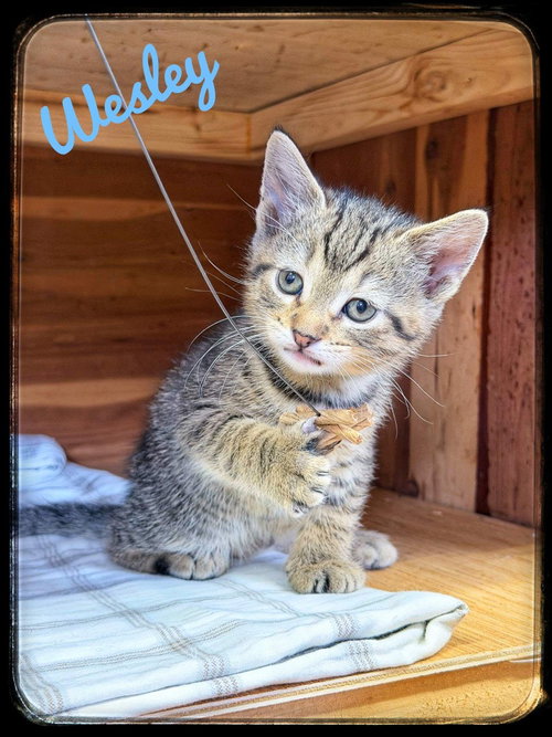 Wesley, an adoptable Domestic Short Hair in Rutherfordton, NC
