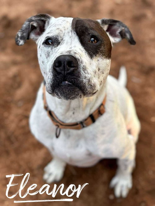 Eleanor, an adoptable Pit Bull Terrier in Rutherfordton, NC