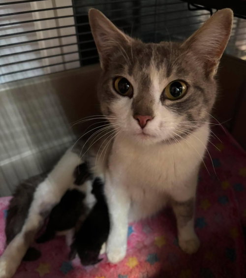 Pansy, Young Domestic Short Hair, cat for adoption in Hickory, North Carolina