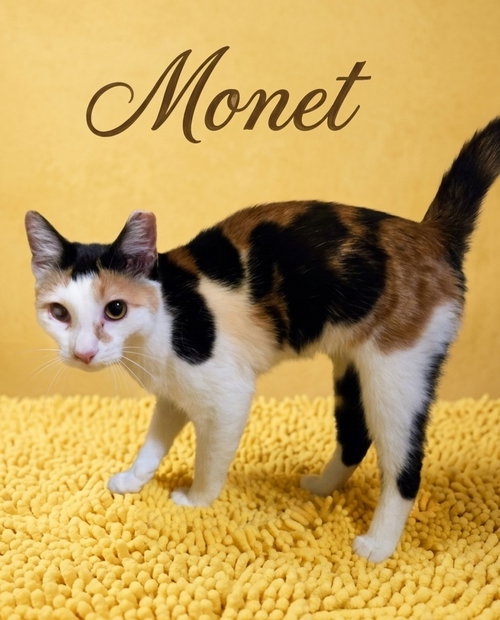 Monet, an adoptable Domestic Short Hair in Rutherfordton, NC