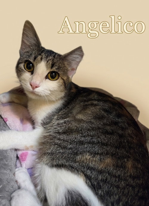 Angelico, an adoptable Domestic Short Hair in Rutherfordton, NC