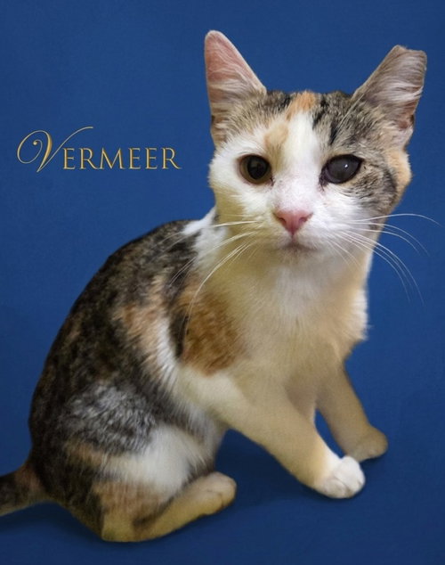 Vermeer, an adoptable Domestic Short Hair in Rutherfordton, NC