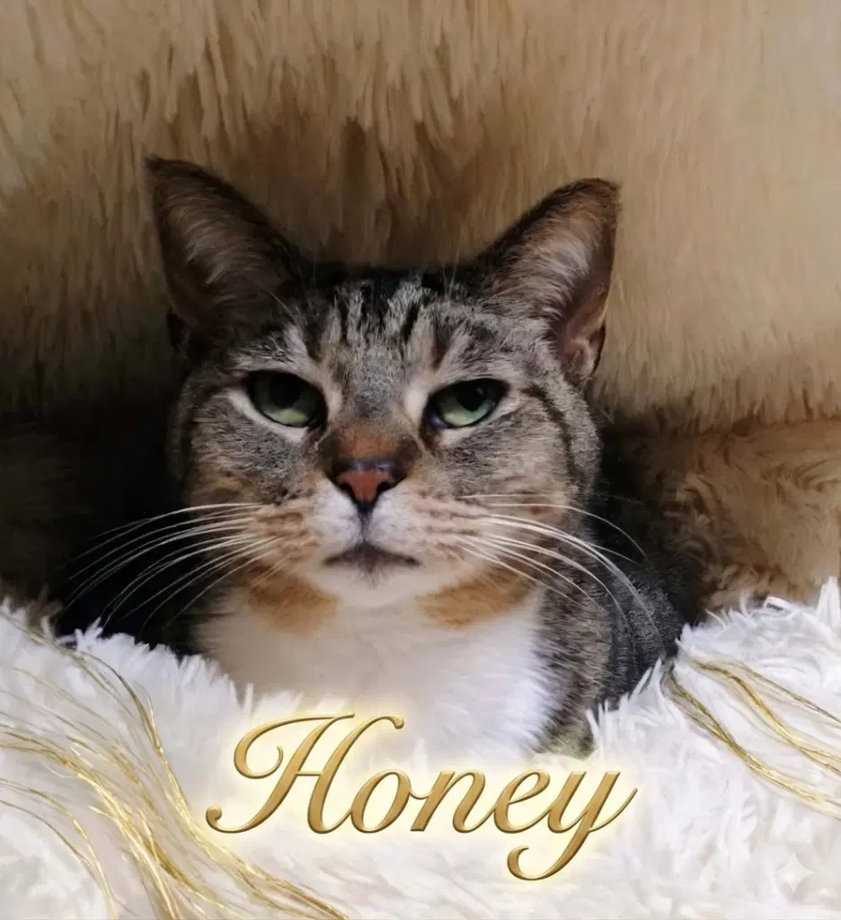 Honey - Domestic Short Hair