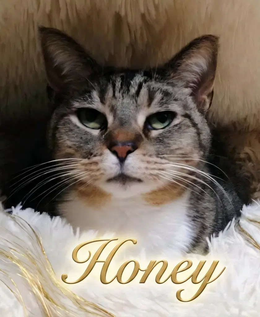 Honey - Domestic Short Hair