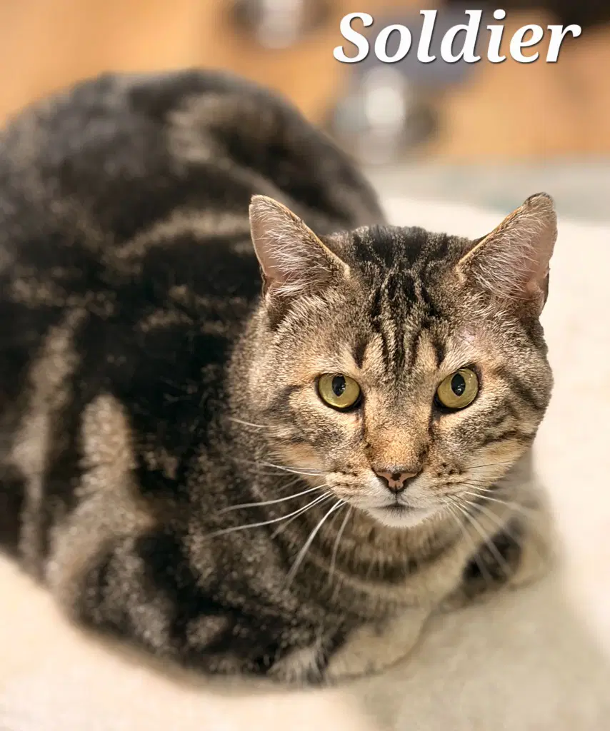 Soldier - Domestic Short Hair