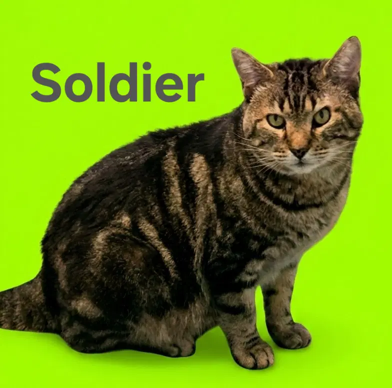 Soldier image 2
