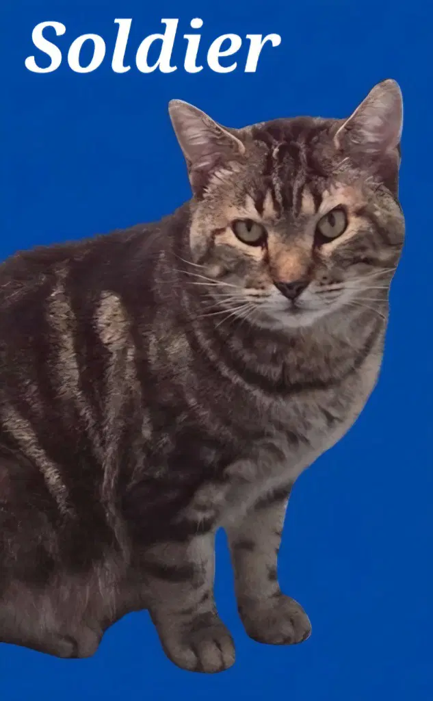 Soldier - Domestic Short Hair