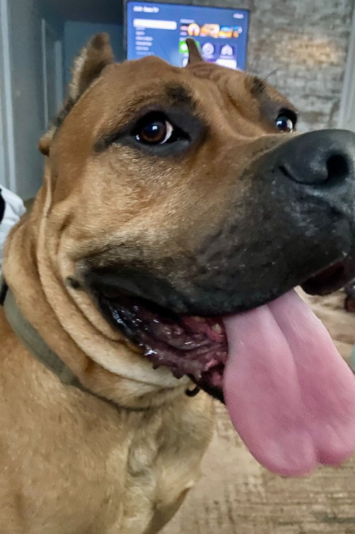Cane Corso (Courtesy Post), an adoptable Cane Corso Mastiff in Rutherfordton, NC