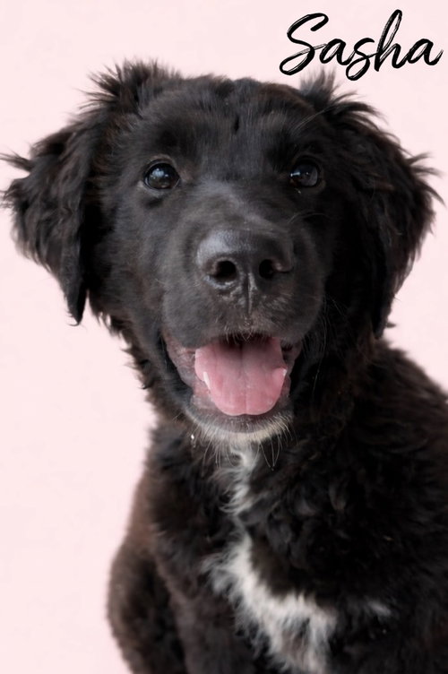 Sasha, an adoptable Labrador Retriever in Rutherfordton, NC