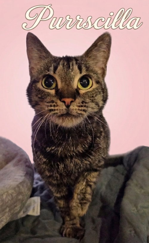 Purrscilla, Adult Domestic Short Hair, cat for adoption in Hickory, North Carolina
