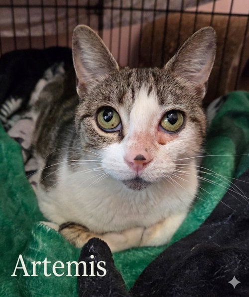 Artemis, Young Domestic Short Hair, cat for adoption in Hickory, North Carolina