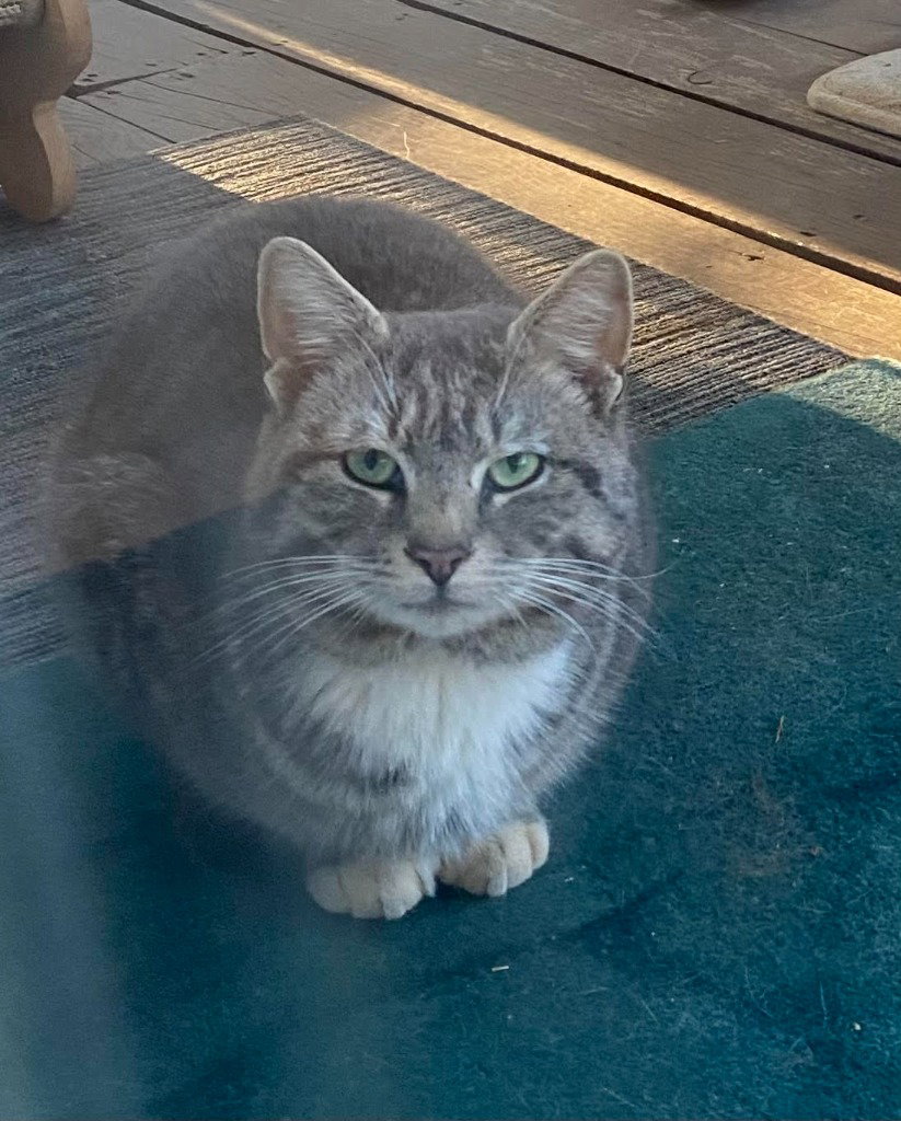 Simon Image