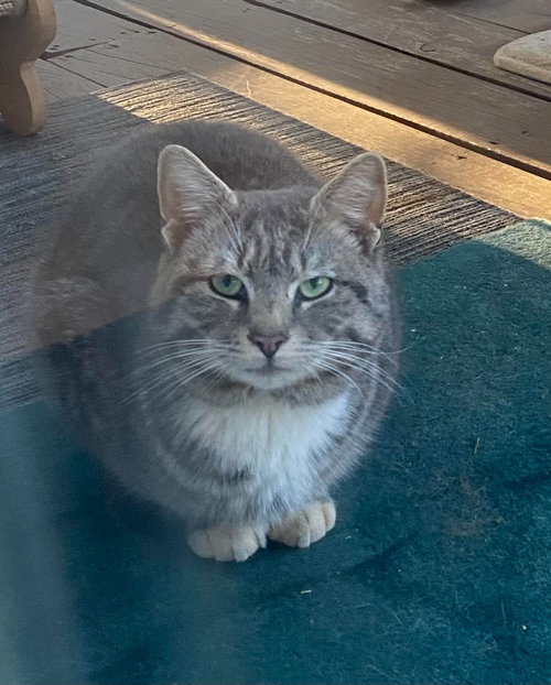 Simon, Young Domestic Short Hair, cat for adoption in Hickory, North Carolina