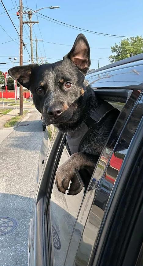 Blue Heeler Courtesy Post