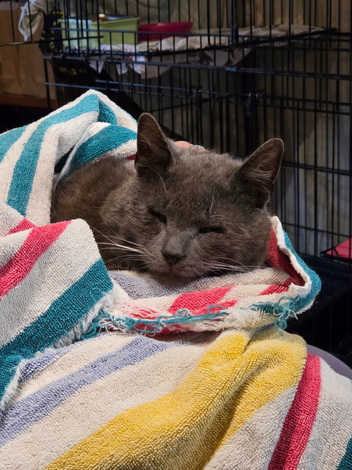 Grandpa Kitty, Young Domestic Short Hair, cat for adoption in Hickory, North Carolina