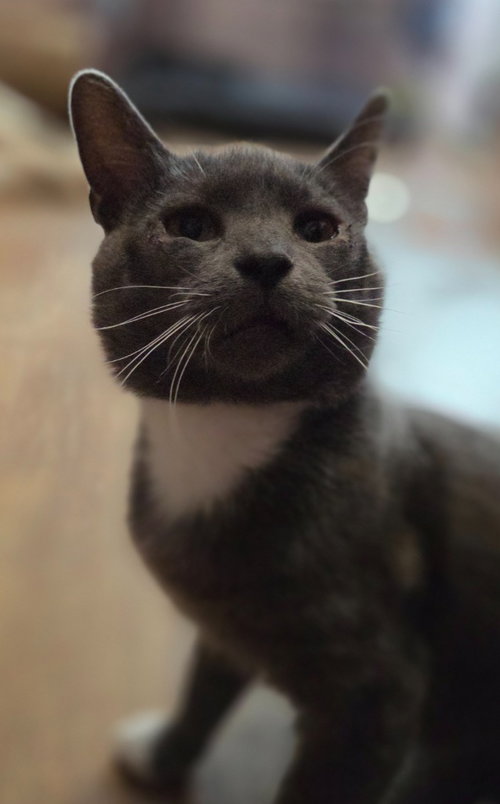 WINSTON - Domestic Short Hair available for adoption