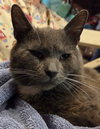 Winston - Photo 2