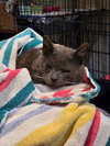 Winston - Photo 3