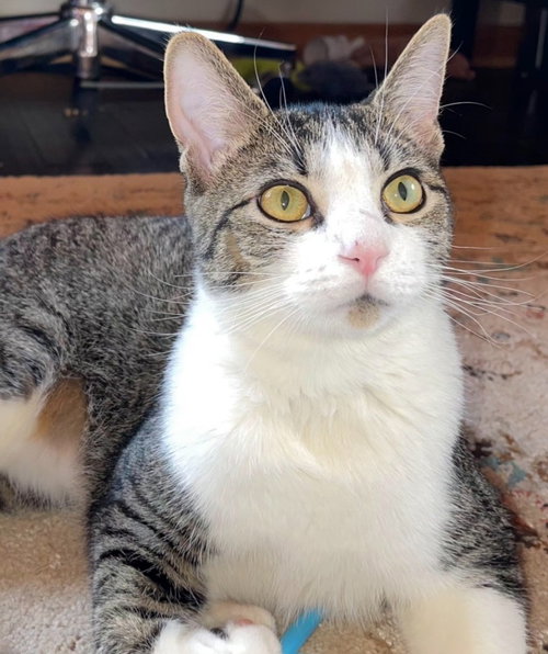 Koa, Young Domestic Short Hair, cat for adoption in Hickory, North Carolina