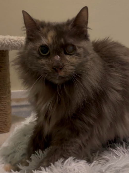 Cora, an adoptable Domestic Medium Hair in Rutherfordton, NC