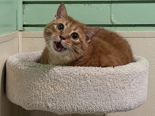 Madea, an adoptable Domestic Short Hair in Rutherfordton, NC