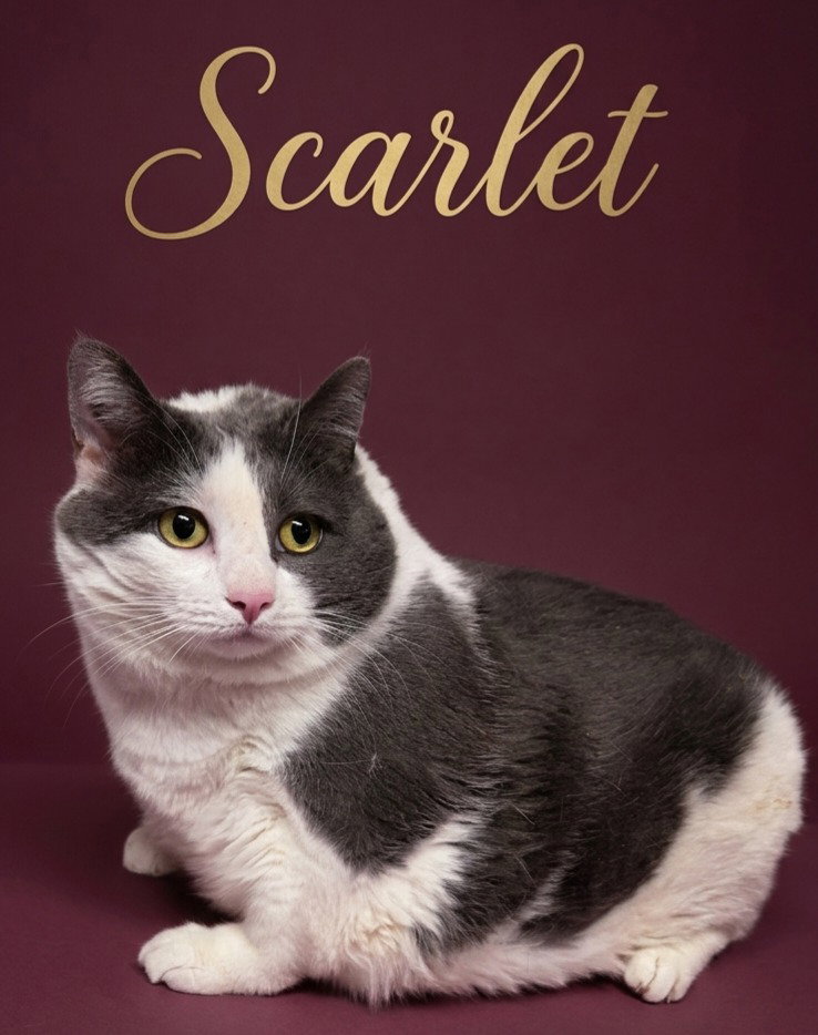 Scarlet Image
