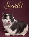 Scarlet - Photo 1