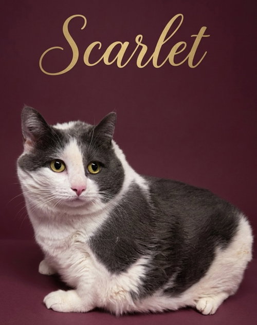 SCARLET - Domestic Short Hair available for adoption