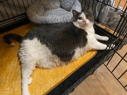 SCARLET - Domestic Short Hair available for adoption