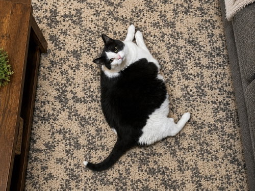 SCARLET - Domestic Short Hair available for adoption
