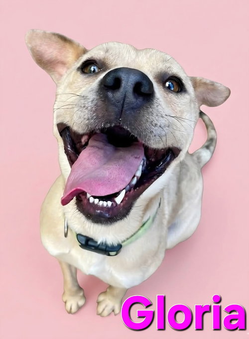 Gloria, an adoptable Shar Pei in Rutherfordton, NC